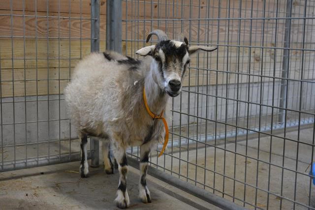 Last week's pet, still available: Drizella